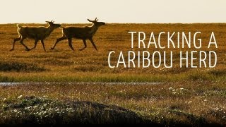 Tracking A Caribou Herd: To The Arctic IMAX 3D