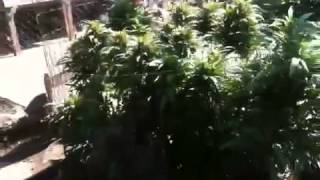 Giant Marijuana buds in august OMMP