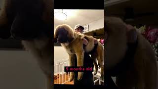 She’s not done yet! Leonberger Puppy      #puppy #dogs