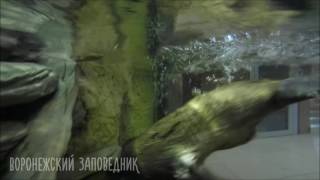 Плавающий бобр Плавающий бобр