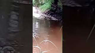 birds steal food from crocodile's jaws #shorts #crocodile #birds #wildlife