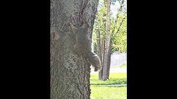 Squirrel climbs tree