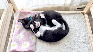 眠すぎる子猫の戦い【ポノfam物語#46】Kitten wrestled but sleepy kitten. by ねこたま庵 12,425 views 3 weeks ago 12 minutes, 51 seconds