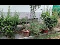 How to Renovation My Lawn Garden ? माझ्या लॉनच्या बगिच्याचे नूतनीकरण कसे करावे ?