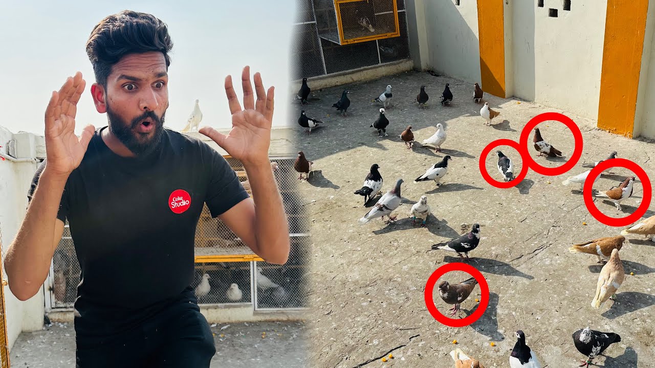 Aaj 6 kabutaron ko utar liya or ya Kia hua 😳😱