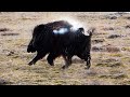 Cela vous coupe le souffle chasse au sanglier  haute adrnaline de magnifiques moments de chasse