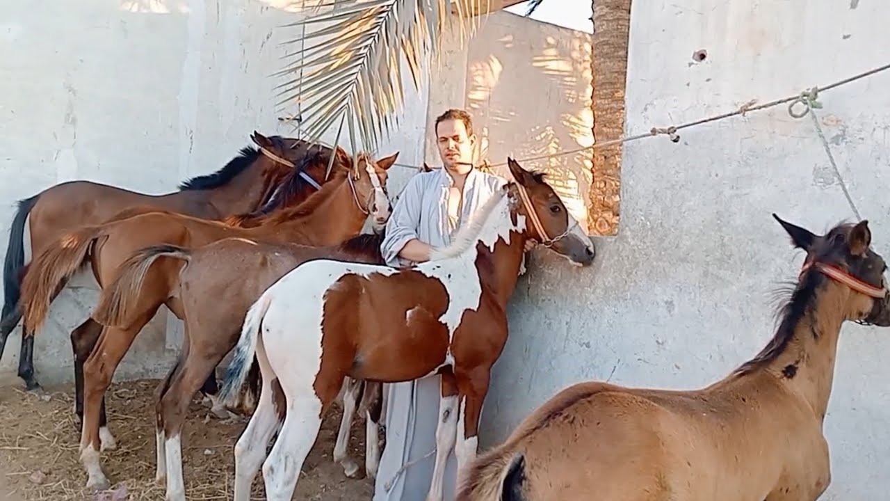 اسعار جميع انواع الخيل مع سعيد بتاع الغربيه في سوق دمنهور يوم 2/8/2025