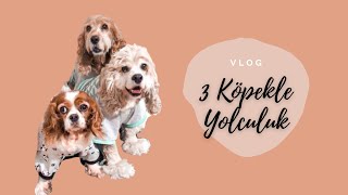 3 Köpekle Araba Yolculuğu | VLOG