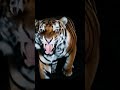 Out of the Darkness... A Tiger Attacked!#discover #movie #funny #nature #film #wildlife#edit#ai#cat