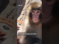 Two arrested after breaking into Punch the monkey's enclosure in Japan