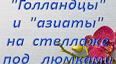 Орхидеи,узамба́рские фиалки,Самара🌺