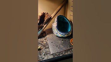 New setup for my bearded dragon im going to get soon #beardeddragon #enclosure #tank #terrarium #pet