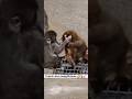 Punch-kun Naughtiness #macaquemonkey #macaque #monkey #shortsyoutube #viralmonkey #shorts #short