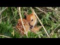 Whitetail Deer Fawn