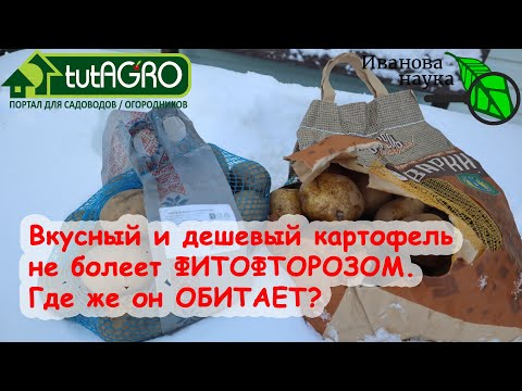 ЭТОТ КАРТОФЕЛЬ НЕ БОЛЕЕТ ФИТОФТОРОЙ и ПАРШОЙ. Очень дешевые семена картофеля по серой схеме.