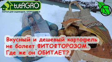 ЭТОТ КАРТОФЕЛЬ НЕ БОЛЕЕТ ФИТОФТОРОЙ и ПАРШОЙ. Очень дешевые семена картофеля по серой схеме.