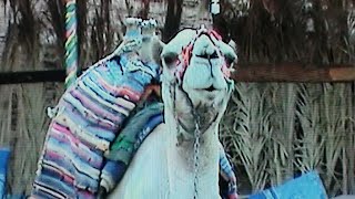 Egyptian Camel Desert Safari Sinai Desert Sharm el Sheikh with Gurnying Camels & Bedouin Hospitality