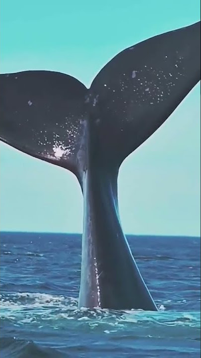 How fish play in the Atlantic Ocean #shorts #shortsfeed