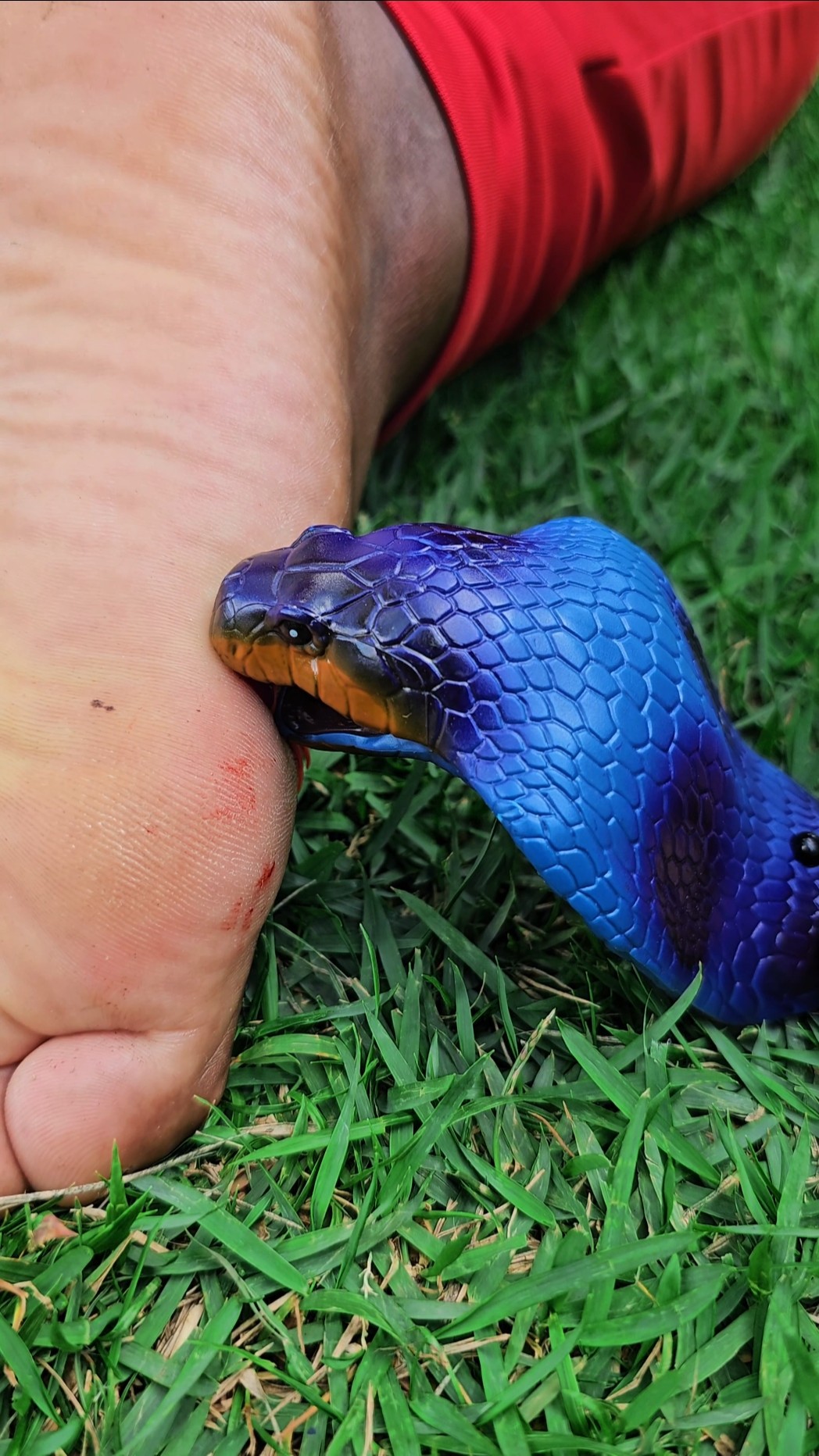 Attack da Naja azul ???☠️? #funny #funnyvideo #comedy