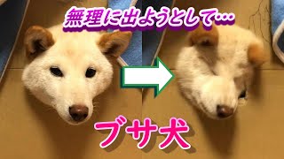 【おもしろい柴犬】ダンボールの家で小窓を作って遊んだ結果、ブサ犬になった😆