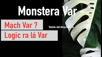 Mạch Var là gì? Logic Var / Cách chọn mua Monstera var - variegata (đột biến)
