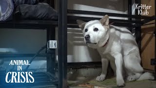 'Dog Abuse' Grew A Severe Phobia Of Humans In This Dog | Animal In Crisis EP189