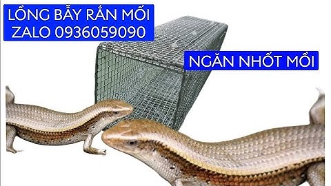 Lồng bẫy rắn mối có ngăn nhốt mồi. Bán lồng bẫy rắn mối. Lồng bẫy rắn mối lỗ lưới 5li chống rỉ sét.