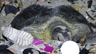 Zibillikdə Yuva Qurmağa Çalışan Tısbağa