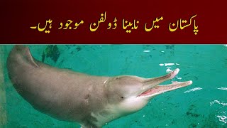 Pakistan Mein Blind Dolphin Hain | Khabardar With Aftab Iqbal | Express News