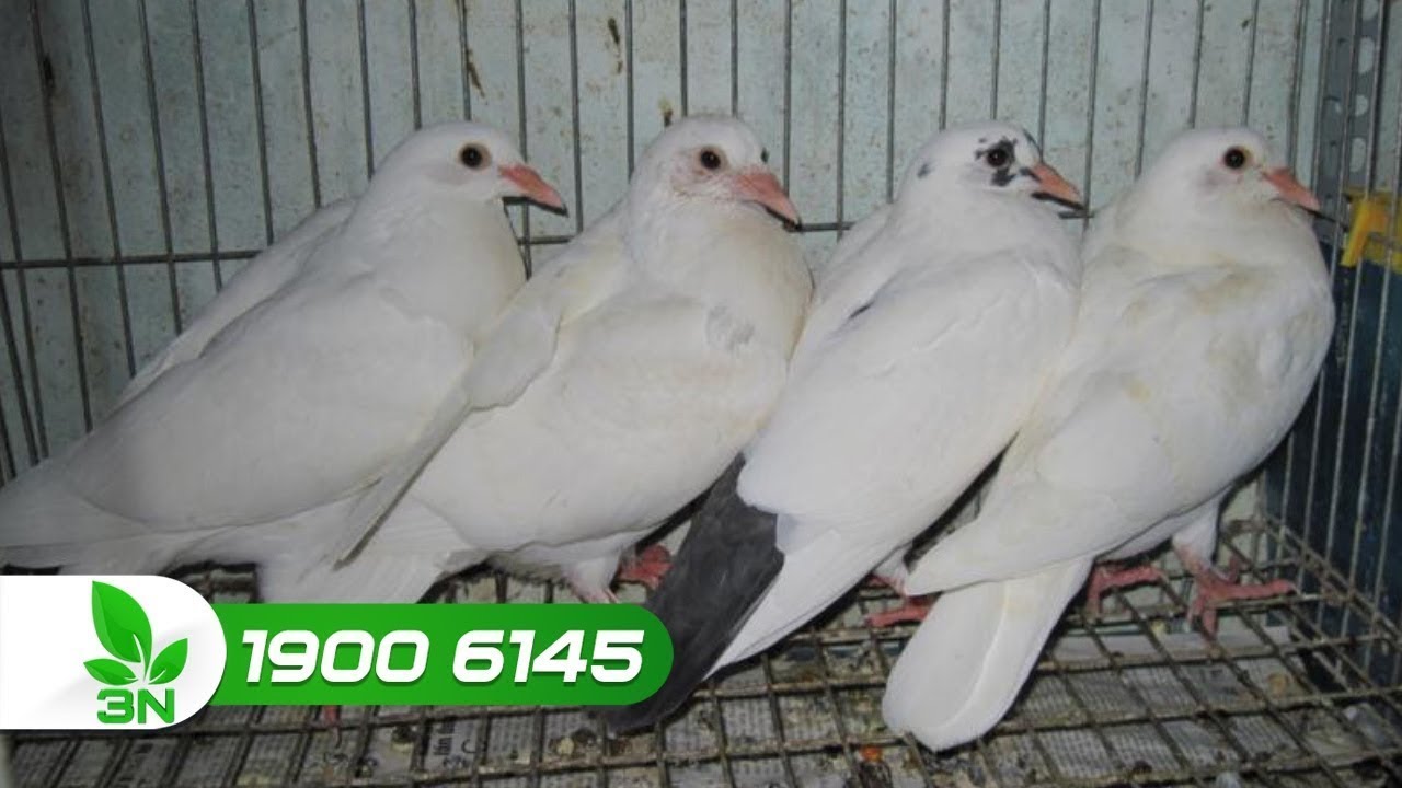 Điều trị bệnh viêm ruột tiêu chảy do Ecoli cho bồ câu I VTC16