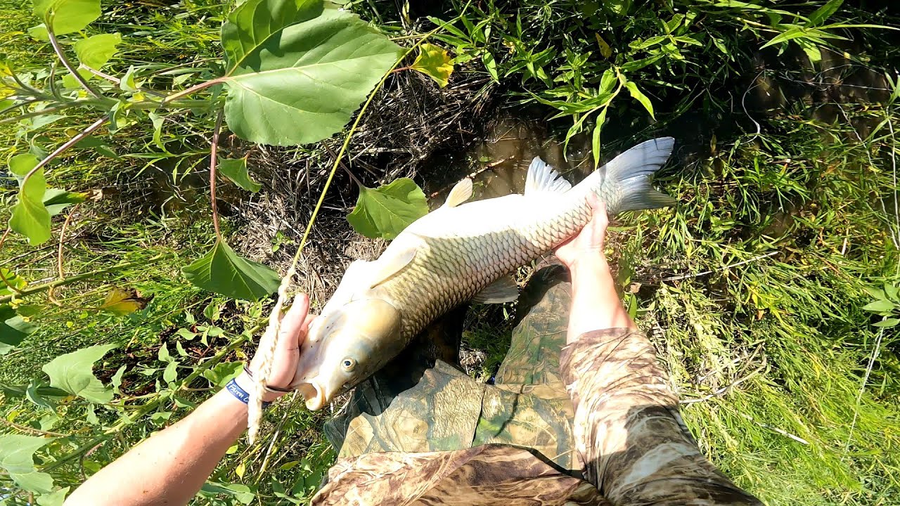 Multi species Bowfishing Nebraska! YouTube