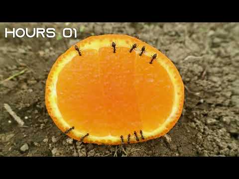 ANTS vs ORANGE - TIMELAPSE