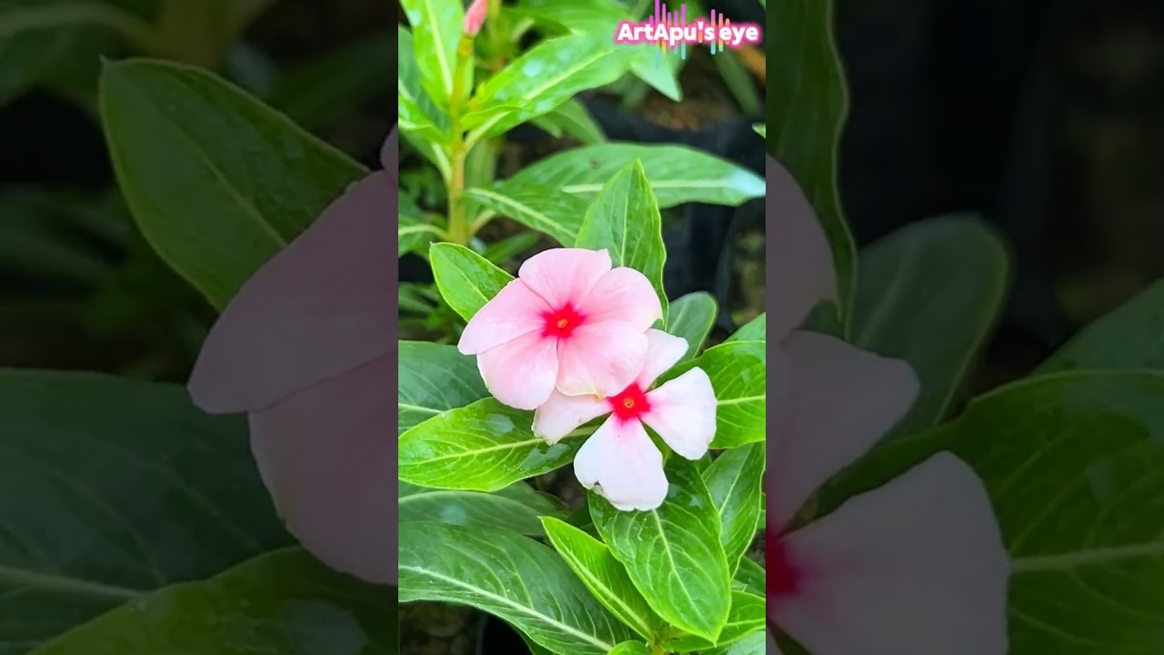 Flower_hd_zooming_viral_short_