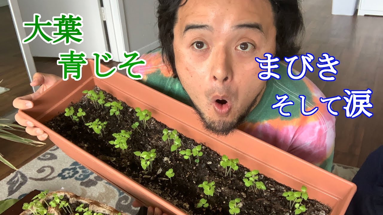 芽ジソを間引き 大葉のプランター栽培 Youtube