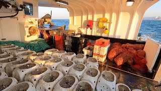 Commercial Fishing - A Day in the Life of a Commercial Whelk Fisherman | The Fish Locker