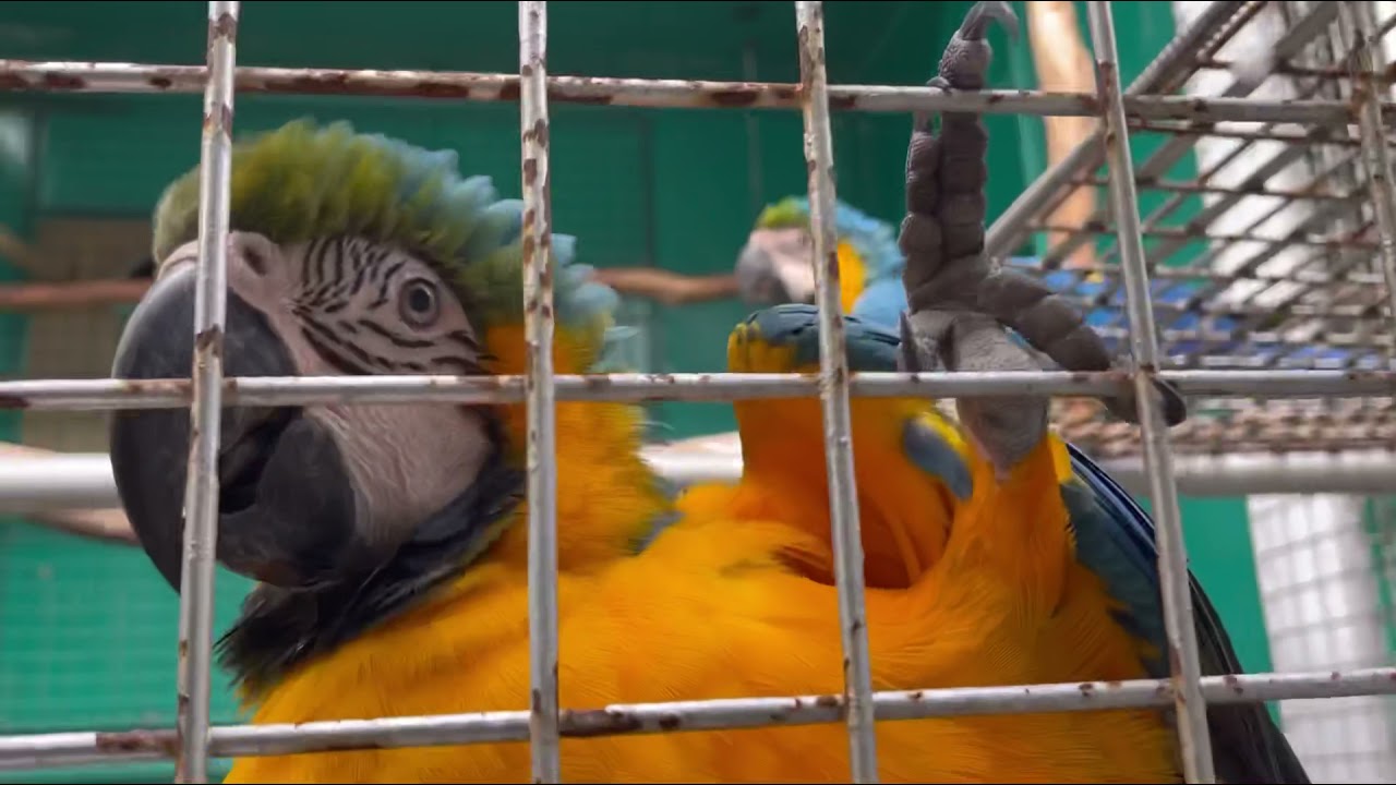 (TOUR!!) Macaw Breeding Facility | Asuero Aviary - YouTube - Commercial Macaw Breeding Aviary Designs