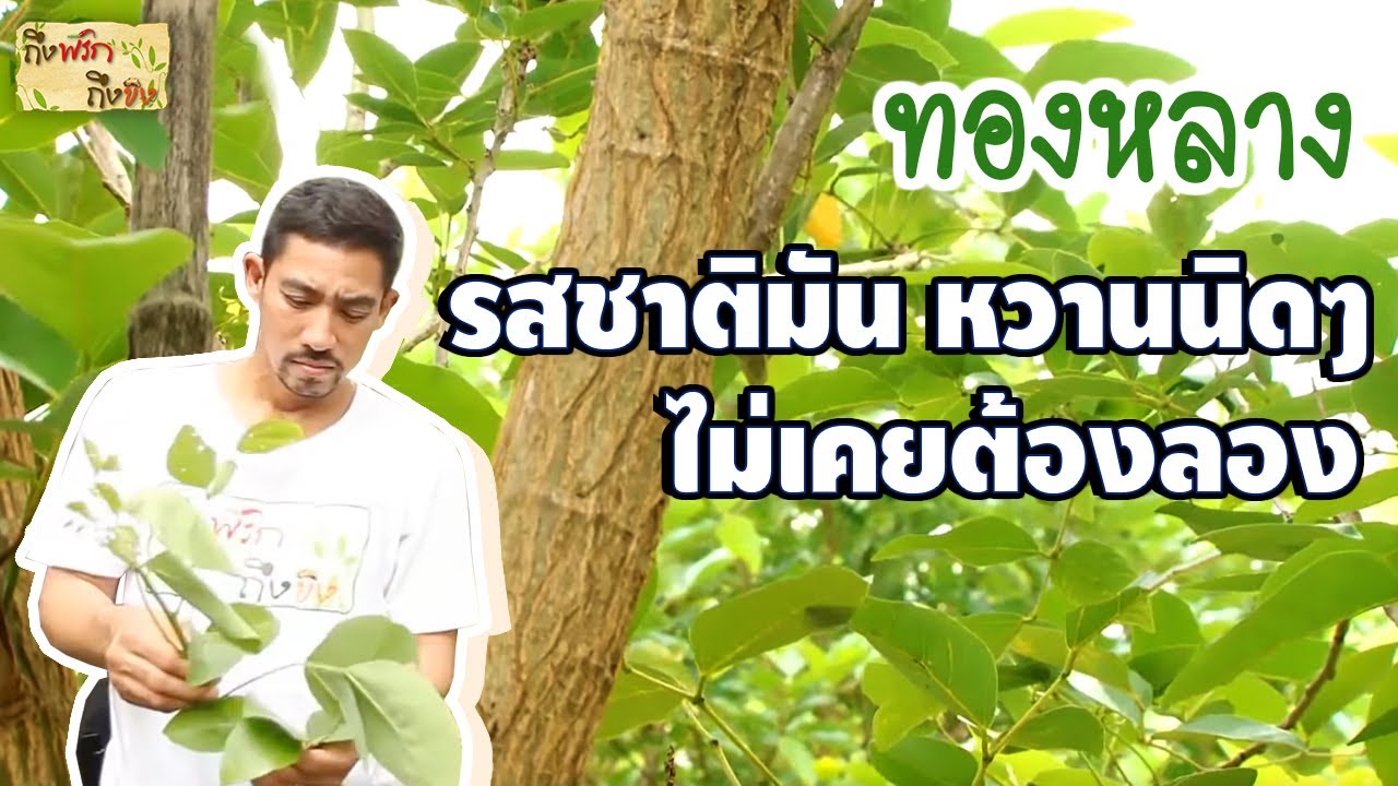 ทองหลาง I ถึงพริกถึงขิง 25-08-16