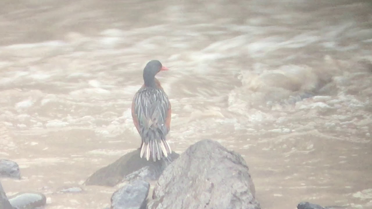 Torrent Duck (Merganetta armata)