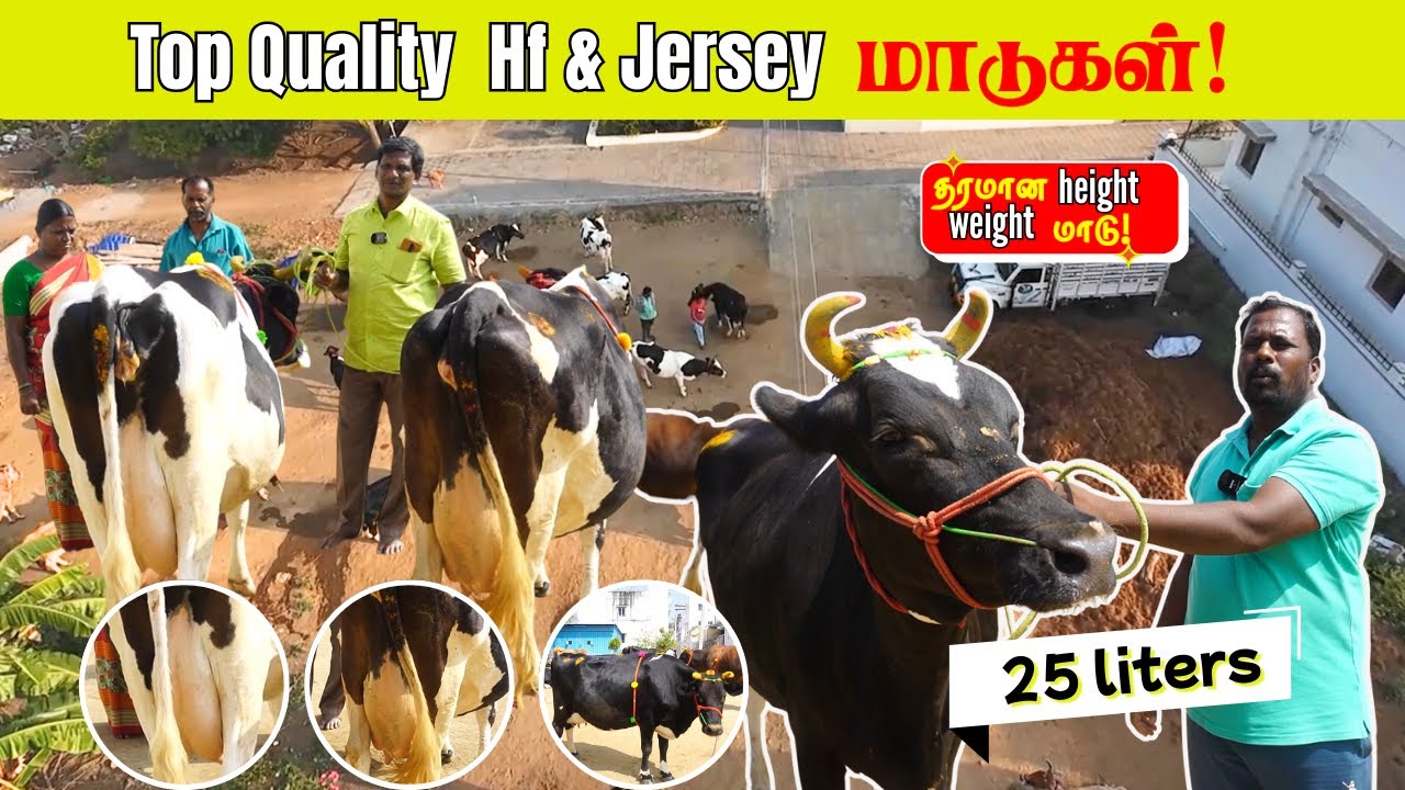 அதிக கறவை தரும் hf & jersey மாடுகள் மிக குறைந்த விலையில்! தரமான  height weight மாடுகள்! hf cow farm