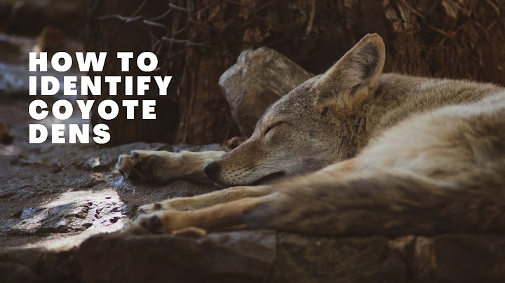 Coyote Dens | How To Identify a Coyote's Den