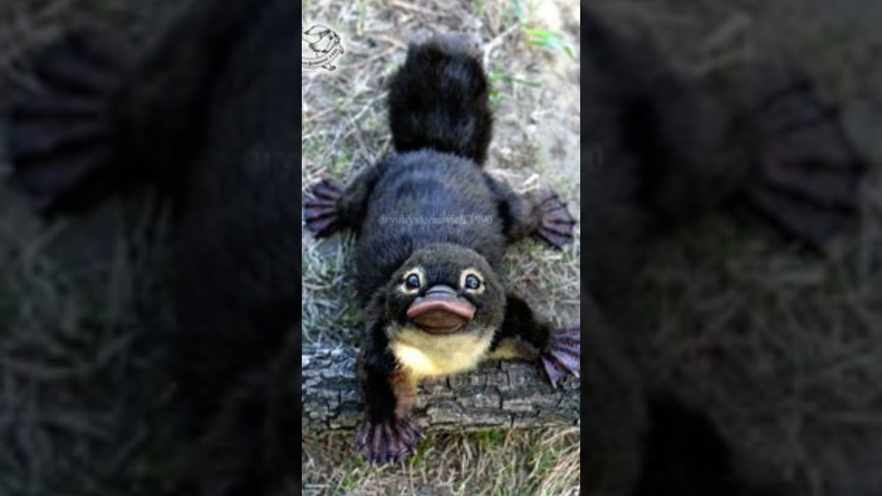 Come sono gli animali da cuccioli 👶😍 (repost). 