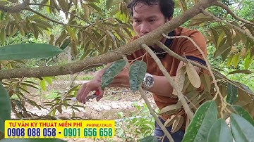 TỈA CÀNH Bón phân cho cây sầu riêng - KỸ THUẬT CHĂM SÓC SẦU RIÊNG