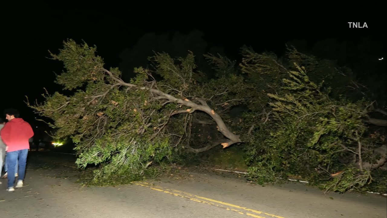 Car Crashes after Large Tree Falls Blocking The Road - YouTube