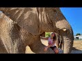 HANDS ON with 11,000 POUND ELEPHANT