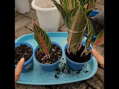 Video: Bagaimana untuk membiak tumbuhan daun tembaga?