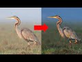 Wildlife photography postprocessing in hindi  bird photography  noise reduction in photoshop 