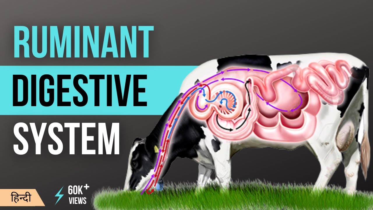 पशु जुगाली क्यों करते है? | Ruminant Animal Digestive System in Hindi |  Mera Guruji - YouTube