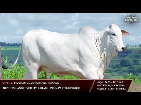LOTE 10 | 2473 FIV DA TERRA BRAVA | PRENHA | GENÉTICA DE ELITE NELORE