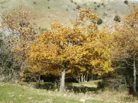 Video: Le Migliori Escursioni A Rocky Mountain Per Il Fogliame Autunnale