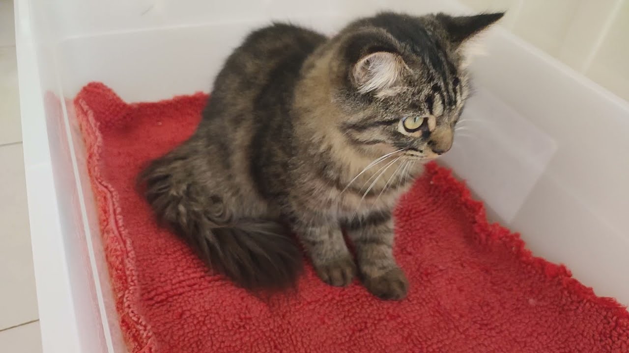 Scramble the Big Bone Persian Cat YouTube